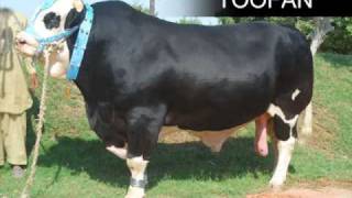 SHAH CATTLE FARM COW MANDI 2009 LATEST MUST CHECK