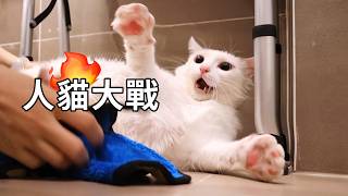 貓太兇，打不過，洗澡直接降級成擦澡，全程被罵到懷疑人生｜李喜猫