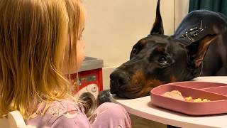 We Adopted the Doberman Nobody Wanted… What He Did for Our Daughter Was Unforgettable