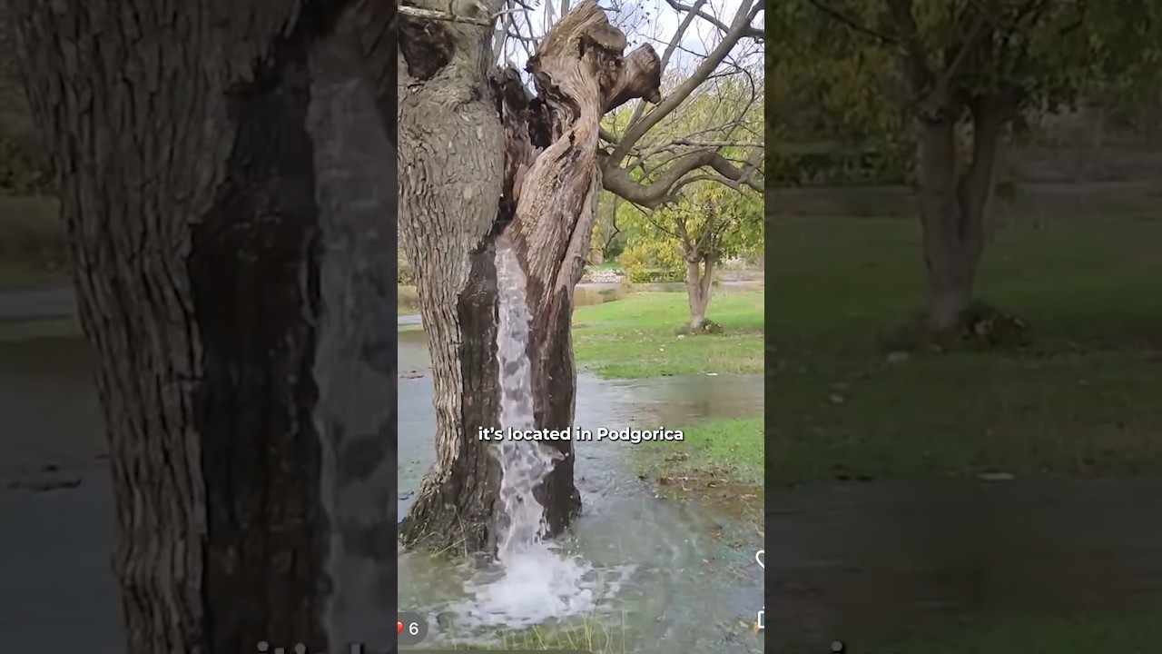 This tree pisses