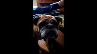 Video thumbnail of "Don't call her Butkus!"