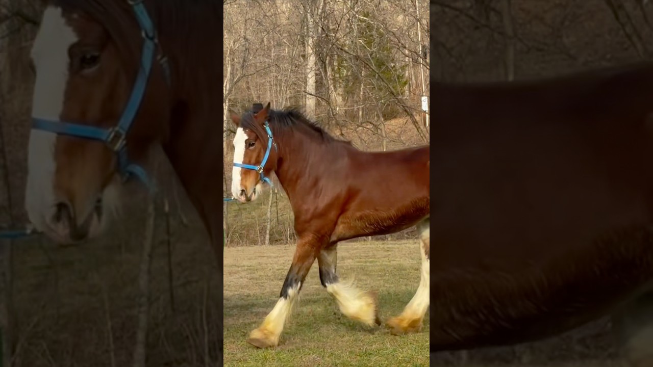 Rescued Clydesdale Healed IN JESUS NAME! #healing #rescuestory #rescueclydesdalehorse #faith