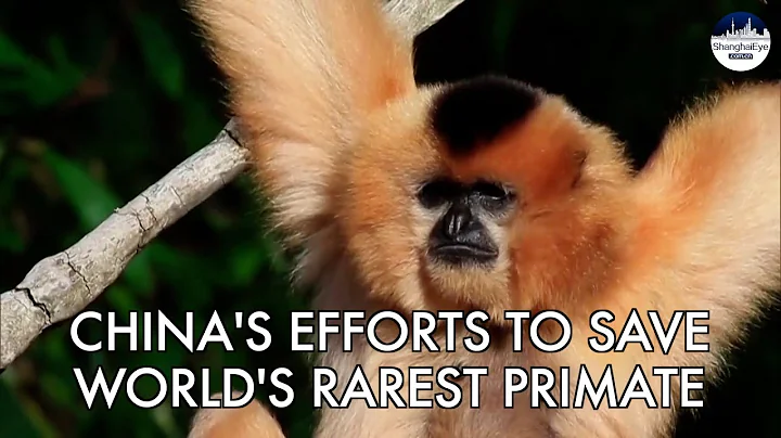 The world's rarest primate flourishes in south China's national park on Hainan Island #海南 #长臂猿 - DayDayNews