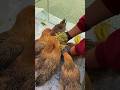 Watch This Machine Turn Radish into Chicken Feast in Seconds! 🐔🥕⚡#farming #chickenfeed #shorts