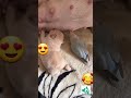 agapornis cantando 🥰 dog and lovebird🤤 babys