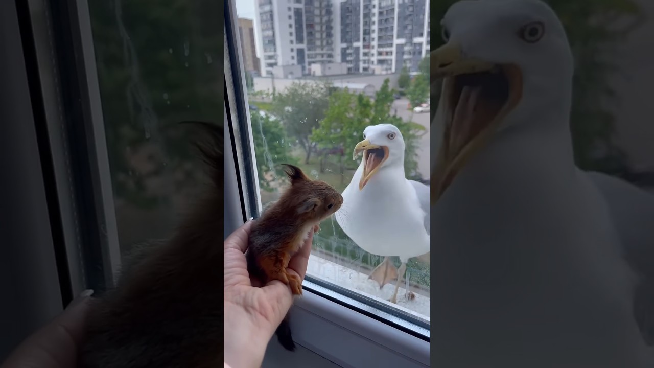 Baby Squirrel Startles Seagull Off Window Ledge || ViralHog
