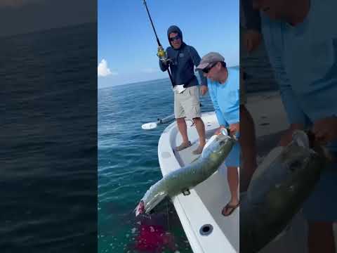 A Shark Got to This Tarpon First 🦈 The Reality of Fishing in Sarasota FL