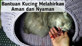 PERTOLONGAN UNTUK KUCING MELAHIRKAN | Kucing Lahiran Di Rumah
