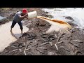 Easy Catch Fish in Raining Season - Simple Life Search & Catch Fish Near Village In Raining Season