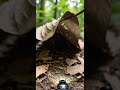 Beetle with go pro #funny #funnyvideo