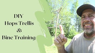 DIY Hops Trellis & Bine Training