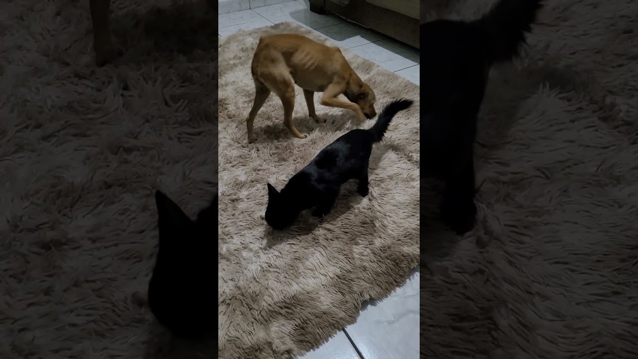 Bom dia .Com pretinho.