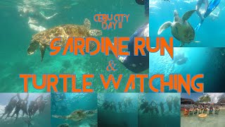 Cebu City │ Day 02 Sardine Run and Turtle Watching