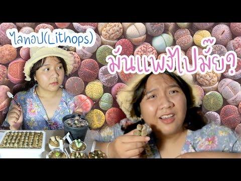 วีดีโอ: การปลูก Lithops จากเมล็ด: วิธีการปลูก 