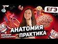 ПРАКТИКА ПО АНАТОМИИ ЕГЭ