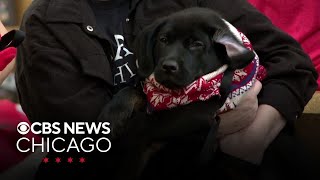 PAWS Chicago hosting annual Holiday Adopt-a-Thon