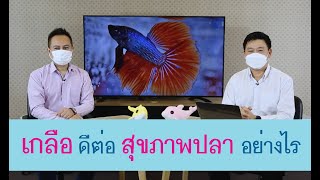 เกลือกับสุขภาพปลาสวยงาม เกี่ยวข้องกันอย่างไร | รายการ pet care onair