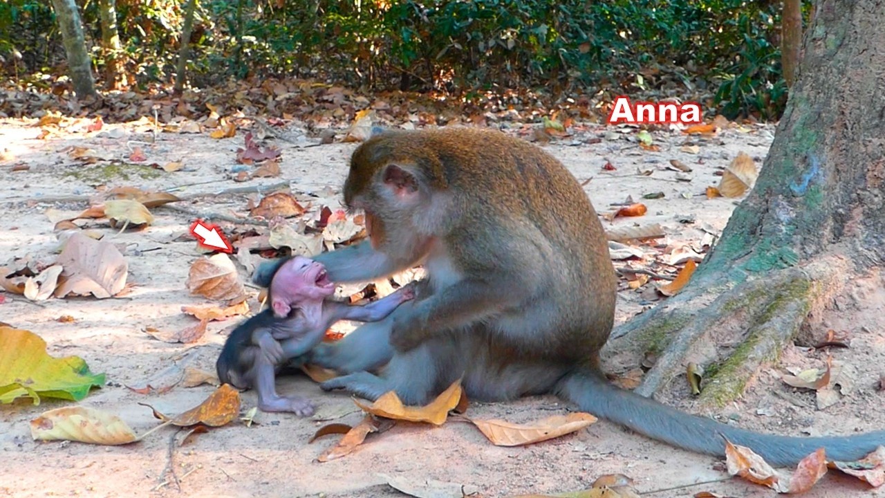 The real daily life of Ana and her daughter Amina