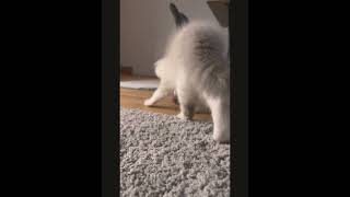 🐾🐾Snack time #cat #shortvideo #cute #shorts #motivation #viral #deuschland #capcut #edit