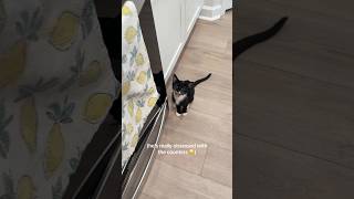 Life with a kitten