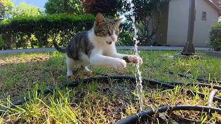 This Stray Cat Is Completely Obsessed With Water