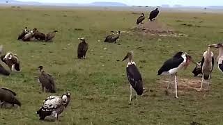 Copia de Aves carroñeras en Masai Mara