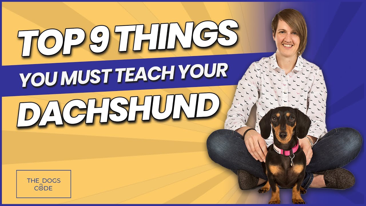 2021AW SIIILON Dear DOG trainer 犬 シーロン 2021AW SIIILON Dear