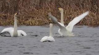 Full Leking Whooper swans: Hrajna 20-01-2020 by DzVincheuski MP4 News