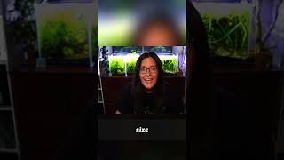 Easiest Aquatic Plant: Java Moss Guide