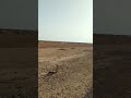   الصحراء التونسية     