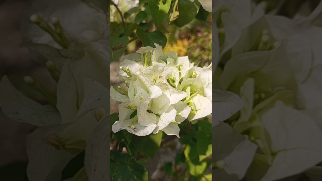 bougainvillea Plants🌱 Online Sale🚚 