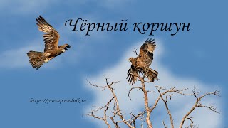 видео: Знакомим с птицей. Чёрный коршун картинка: Знакомим с птицей. Чёрный коршун