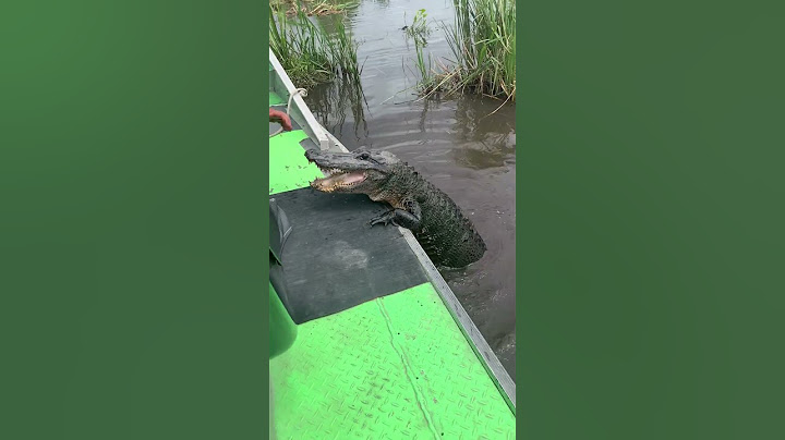 Gator Tour Guide Feeds Alligator During Tour
