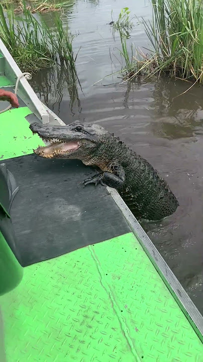 Gator Tour Guide Feeds Alligator During Tour