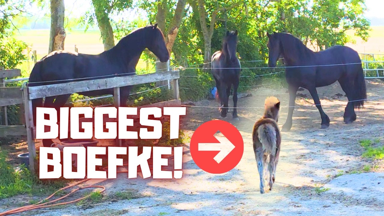 Harry Is the Biggest Little Trouble Maker! Boefke! | Grooming Foal Hille | Friesian Horses