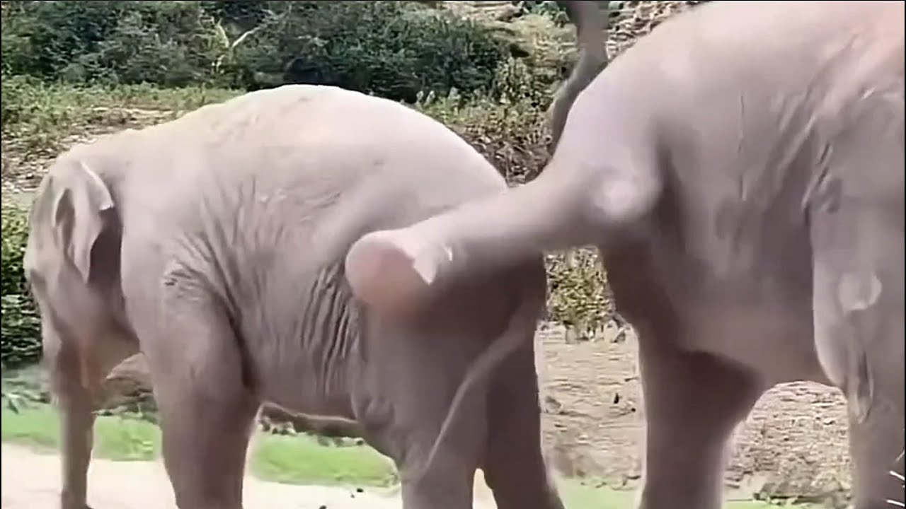 TOP 30 Happiest and Adorable Baby Elephants of 2025 | My Ultimate Elephant Ranking Compilation