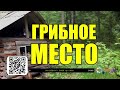 ИСТОРИИ из ЖИЗНИ РАССКАЗЫ ЛЕСНИКА ЖИЗНЬ МЕДВЕДИ ВОЛКИ в ЛЕСУ СЕРИАЛ ВСЕ СЕРИИ