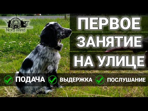 УЧИМСЯ ПОДАВАТЬ дичь (крыло - поноску) и выдержку у щенка русского спаниеля - Джека