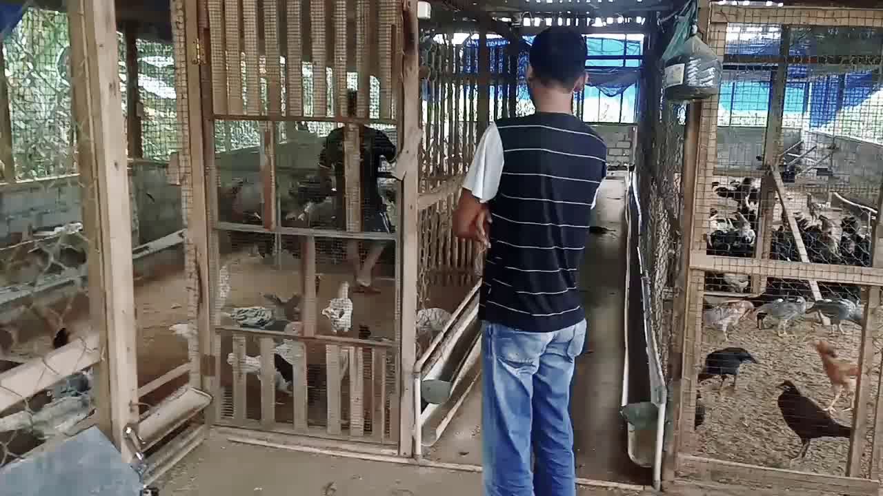 BUDIDAYA AYAM KAMPUNG - YouTube