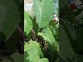 vegetable garden #gulayansabakuran
