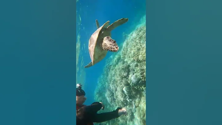 Up close and personal with a Turtle on the Reef
