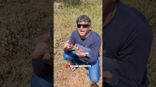 Verdadeira vs falsa! #cuirosidades #vocesabia #animals