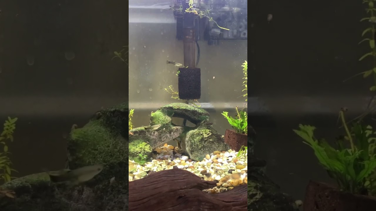 Very First Aquarium. Going Strong for Almost 2 Years Now! | 