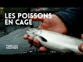 Élevage intensif de poissons, alimentation et conservation : La mer en cage - Arvor - reportage