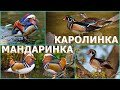 МАНДАРИНКА и КАРОЛИНКА - Лесные красавицы