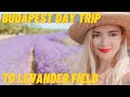 BEST Levander field in Hungary! - Trip from Budapest