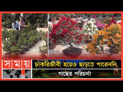 ভিডিও: আলু বনসাই বাগান করার শিল্প