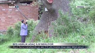 Asırlık Çınar Akyurt