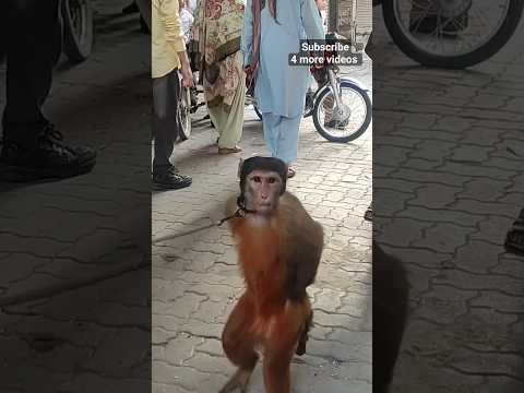 Angry Monkey #walkingdiaryy
