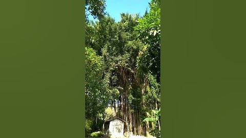Kecelakaan maut Jatuh saat memotong pohon